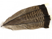 Tics Хвостовые перья индюка Turkey Dark White tip Tail