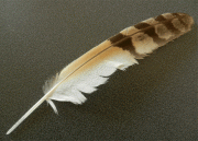 Маховые перья из крыла совы(owl feather)