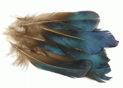 Tics Фазана алмазного перья синие.  