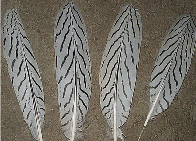 Tics Покровные перья серебрянного фазана