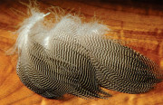 Gadwall feathers